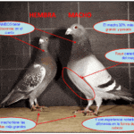 Cómo saber si un pichon es macho o hembra