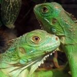 como saber si una iguana es hembra o macho