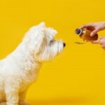 Cómo saber si un perro tiene algo atorado en la garganta