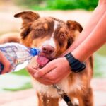 Cómo saber si un perro esta deshidratado