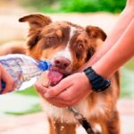 Cómo saber si tu perro está deshidratado