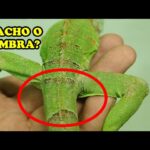 como saber el sexo de una iguana